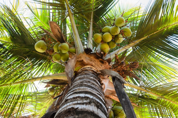 Palme mit grünen Kokosnüssen