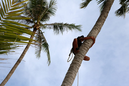 Affe auf Palme