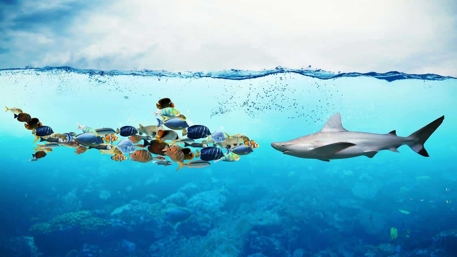 iStock / alphaspirit links bilden Fische im Meer als Gruppe eine Haiform, rechts gegenüber schwimmt ein normaler Hai