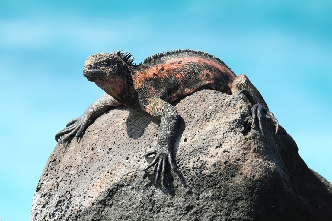 Galapagos Marine Iguana resting on rocks